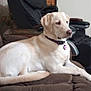 dog, labrador, couch, indoor, pet, relaxed, furniture, collar, tag, brown, cream, canine, domestic_animal, resting, side_view, living_room, household, comfort, animal, seated