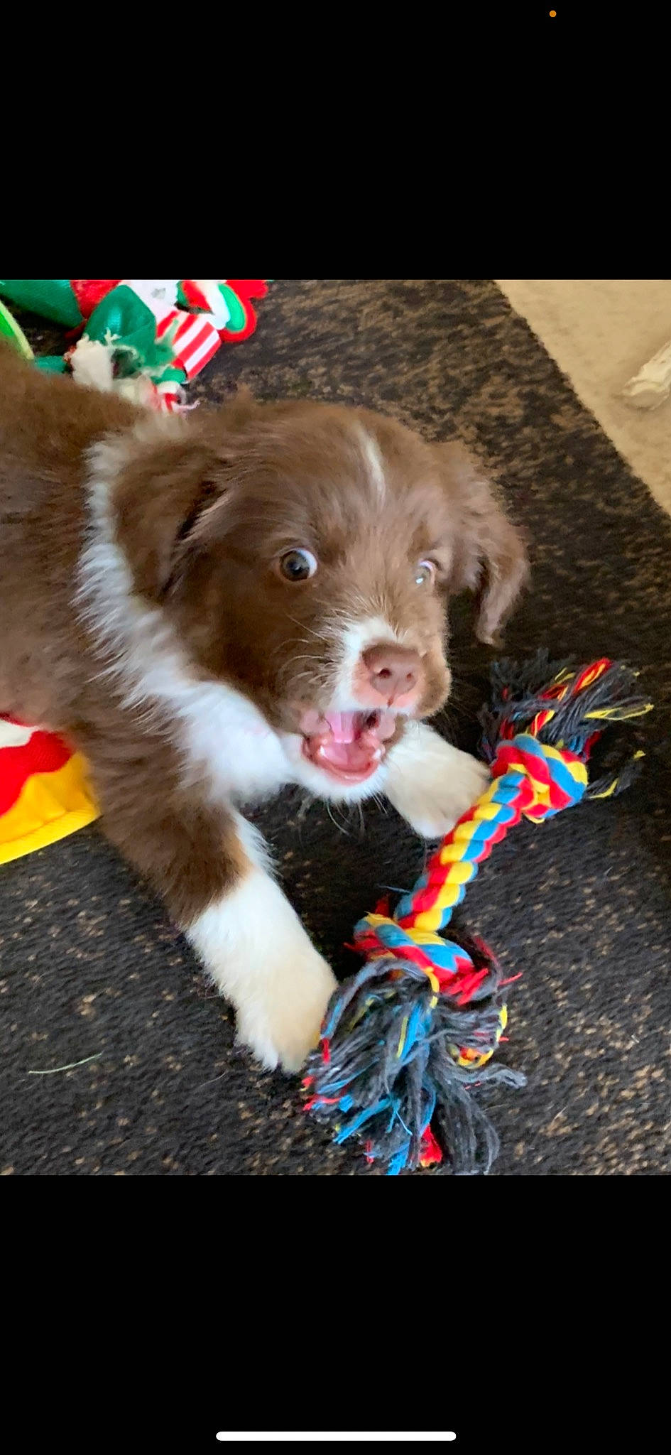 Rooster is registered to the contest to win money with this photo: canidae, carnivore, cocker_spaniel, collar, companion_dog, dog, dog_breed, dog_collar, fawn, fur, gun_dog, leash, liver, paw, retriever, snout, spaniel, sporting_group, whiskers, working_animal