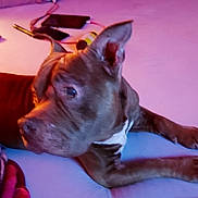 Shadow is registered to the contest to win money with this photo: dog, bed, blanket, phone, keys, paw, ear, fur, indoor, resting, brown, white_marking, canine, pet, domestic_animal, lying_down, soft_surface, relaxed, household, cozy