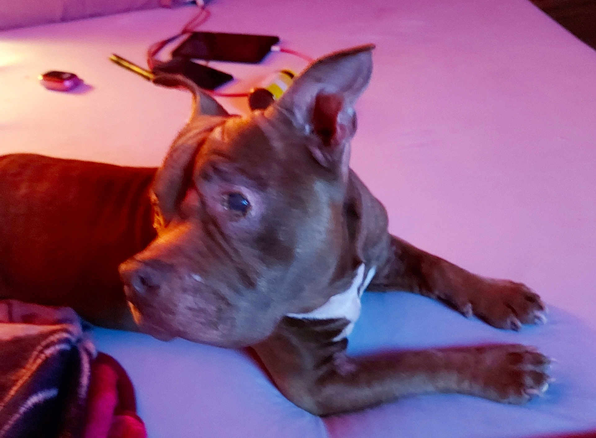 Shadow is registered to the contest to win money with this photo: dog, bed, blanket, phone, keys, paw, ear, fur, indoor, resting, brown, white_marking, canine, pet, domestic_animal, lying_down, soft_surface, relaxed, household, cozy