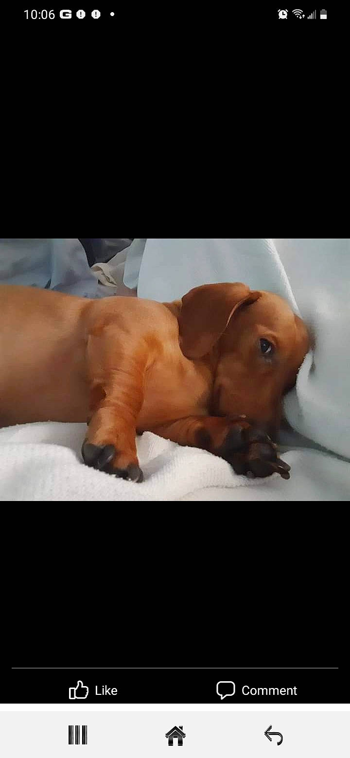 Hershey joined the competition — help win amazing prizes! barechested, bathing, carnivore, chest, comfort, companion_dog, dog, dog_breed, fawn, flesh, fur, human_body, human_leg, linens, liver, tail, terrestrial_animal, whiskers, working_animal, wrinkle