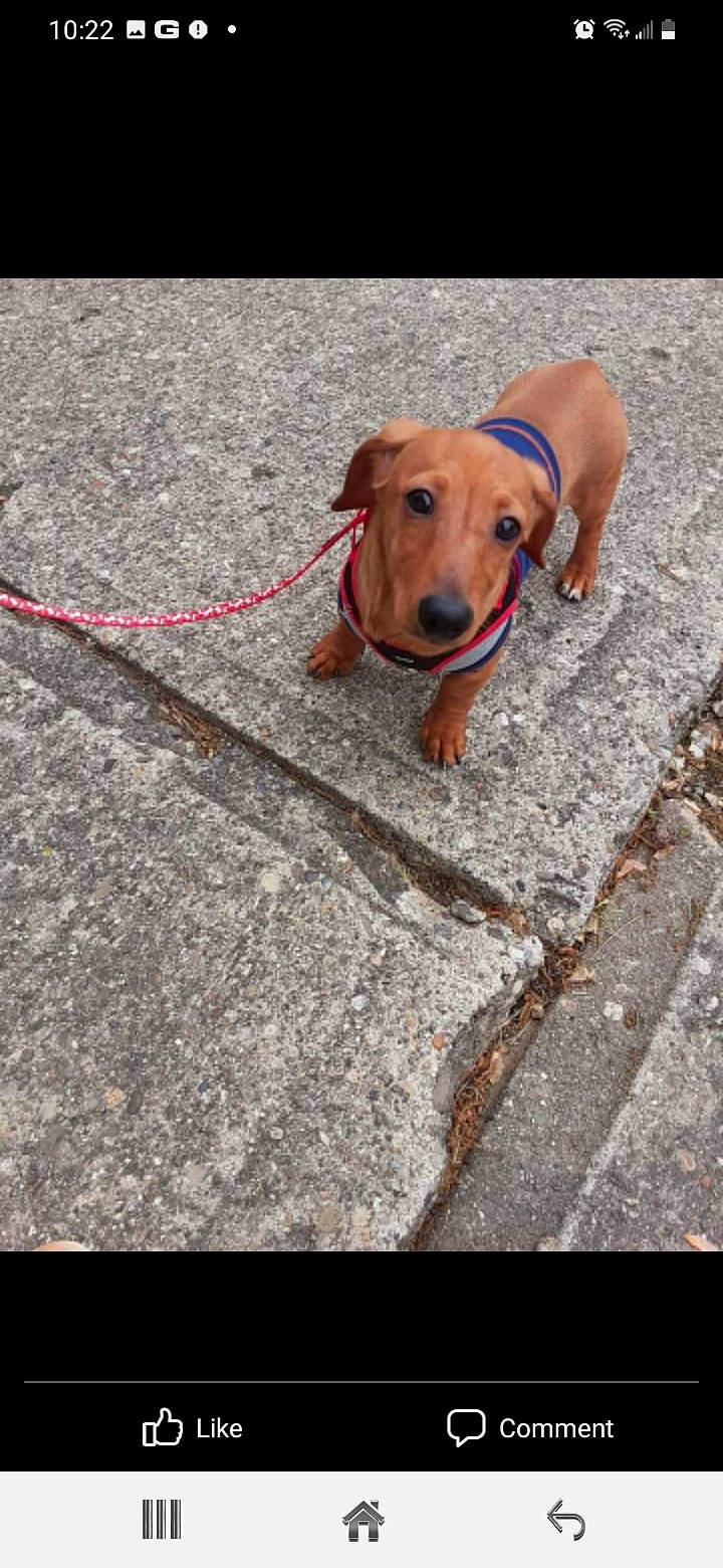 Hershey is registered to the contest to win money with this photo: carnivore, collar, companion_dog, concrete, dog, dog_breed, dog_collar, dog_supply, fawn, flooring, leash, liver, paw, pet_supply, road_surface, sidewalk, sporting_group, tail, wood, working_animal