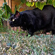 Lenny a rejoint le concours — aidez-le/la à gagner de superbes lots ! black_cat, cat, grass, flower, hydrangea, leaves, wooden_fence, outdoor, animal, pet, nature, greenery, plant, closeup, alert, feline, garden, crouching, wildlife, summer