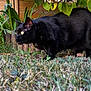 black_cat, cat, grass, flower, hydrangea, leaves, wooden_fence, outdoor, animal, pet, nature, greenery, plant, closeup, alert, feline, garden, crouching, wildlife, summer