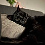 Lenny a rejoint le concours — aidez-le/la à gagner de superbes lots ! black_cat, sleeping, cushion, sofa, indoor, cozy, relaxation, pet, feline, fur, whiskers, closeup, home, resting, domestic_animal, flower_vase, blurred_background, comfort, animal, quiet
