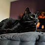 Lenny a rejoint le concours — aidez-le/la à gagner de superbes lots ! black_cat, cat, pet, animal, feline, green_eyes, whiskers, close_up, indoor, blanket, cozy, resting, relaxed, fur, portrait, soft_light, blurred_background, side_view, domestic_cat, sleepy