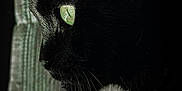 Lenny a rejoint le concours — aidez-le/la à gagner de superbes lots ! cat, black_cat, green_eyes, close_up, profile, side_view, whiskers, fur, indoor, curtain, texture, shadow, moody, portrait, animal, pet, feline, mystery, soft_light, detail