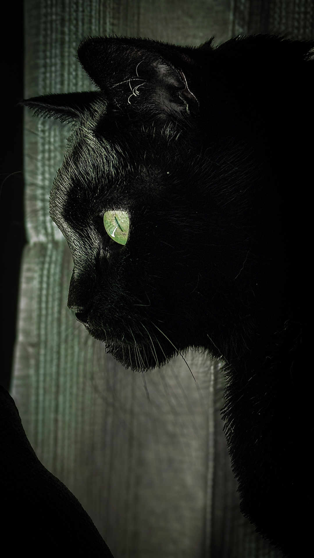 Lenny a rejoint le concours — aidez-le/la à gagner de superbes lots ! cat, black_cat, green_eyes, close_up, profile, side_view, whiskers, fur, indoor, curtain, texture, shadow, moody, portrait, animal, pet, feline, mystery, soft_light, detail