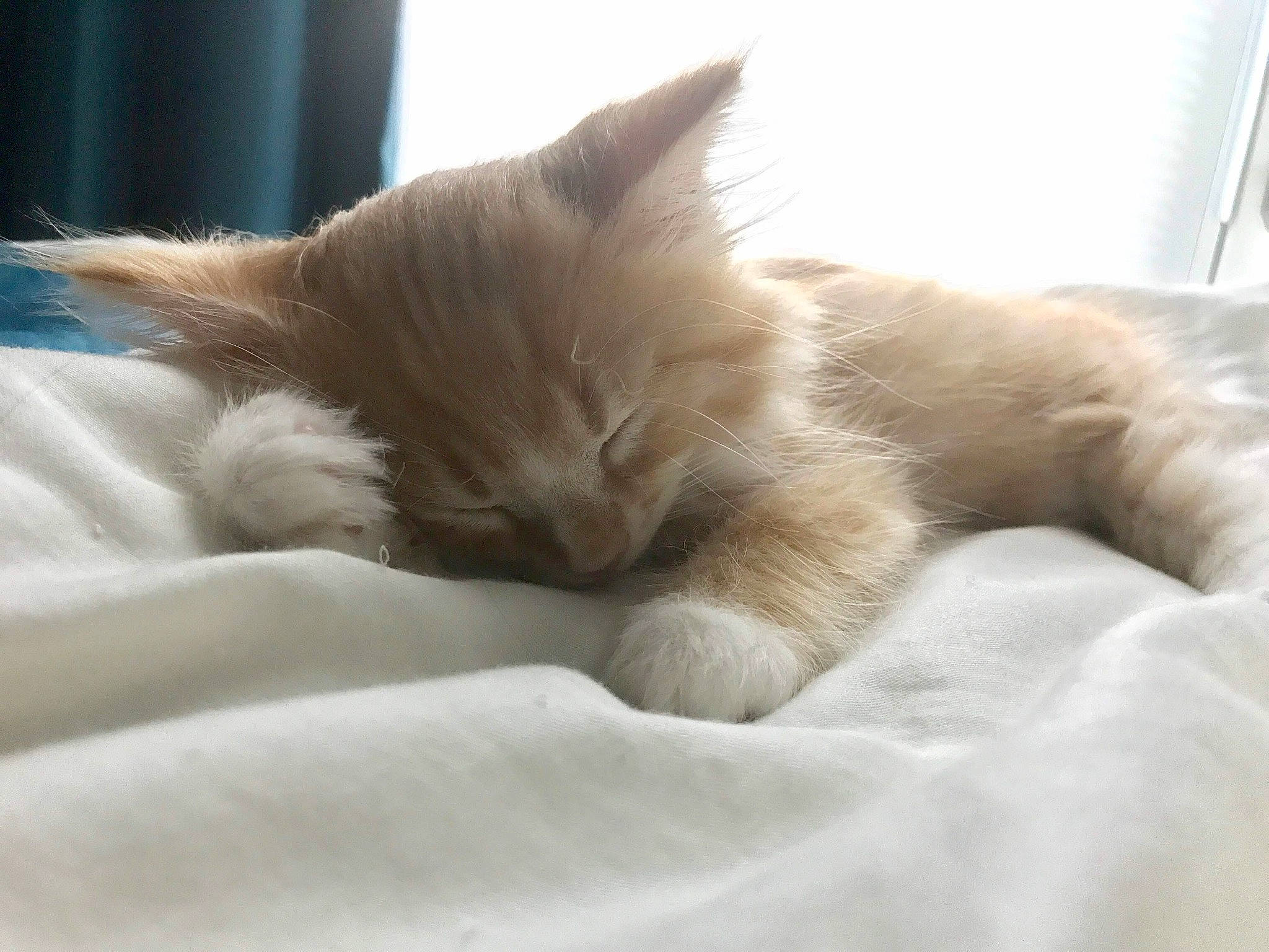 Haru is registered to the contest to win money with this photo: bed, carnivore, cat, cat_bed, claw, comfort, fawn, felidae, fur, linens, nap, paw, sleep, small_to_medium_sized_cats, snout, tail, whiskers