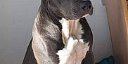 Ramsès participe au concours pour gagner de l'argent avec cette photo : dog, pet, indoor, blanket, toy, wooden_furniture, floor, light, shadow, animal, canine, resting, calm, domestic, fur, paw, ears, snout, white_markings, grey_fur