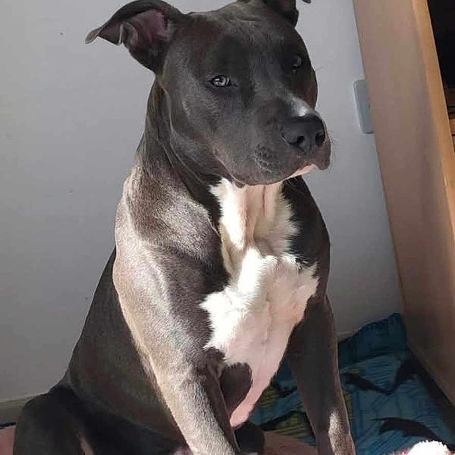 Ramsès participe au concours pour gagner de l'argent avec cette photo : animal, blanket, calm, canine, dog, domestic, ears, floor, fur, grey_fur, indoor, light, paw, pet, resting, shadow, snout, toy, white_markings, wooden_furniture