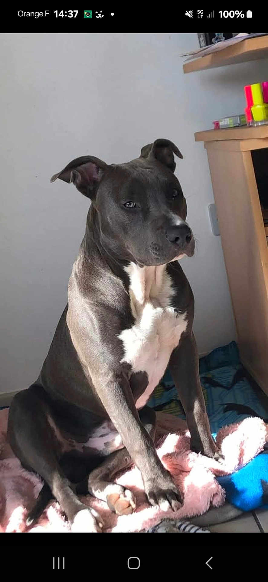 Ramsès participe au concours pour gagner de l'argent avec cette photo : dog, pet, indoor, blanket, toy, wooden_furniture, floor, light, shadow, animal, canine, resting, calm, domestic, fur, paw, ears, snout, white_markings, grey_fur