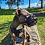 dog, muzzle, harness, stone_path, grass, trees, outdoor, daylight, canine, pet, park, sunny, nature, leash, animal, brown_dog, closeup, paw, sky, clouds