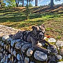 Ramsès a rejoint le concours — aidez-le/la à gagner de superbes lots ! dog, muzzle, harness, stone_wall, moss, grass, trees, shadows, sunlight, outdoor, park, sky, clouds, leash, resting, canine, nature, daytime, animal, relaxing