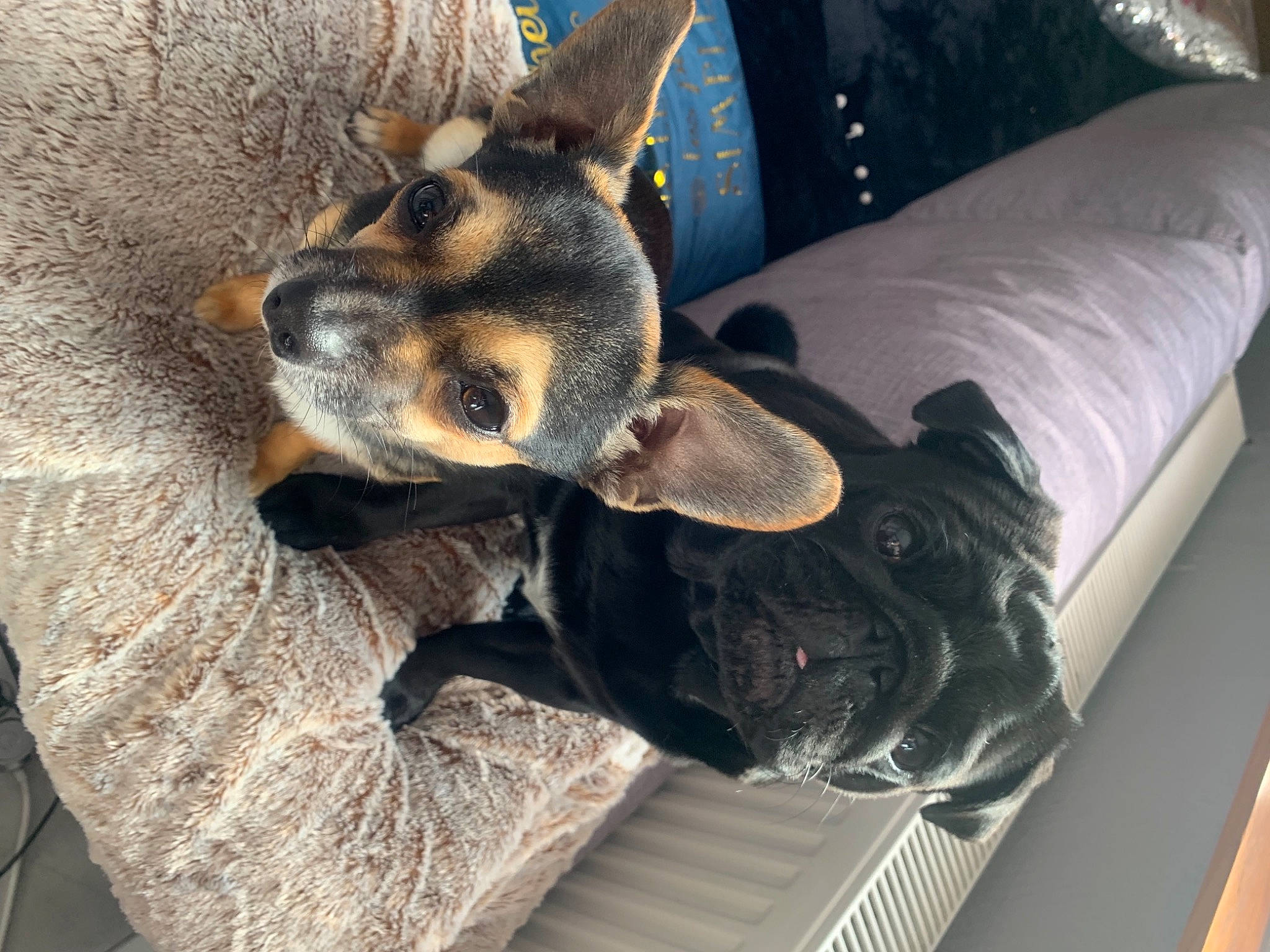 Niska participe au concours pour gagner de l'argent avec cette photo : canidae, carnivore, claw, comfort, companion_dog, couch, dog, dog_breed, ear, fawn, fur, german_shepherd_dog, snout, sporting_group, terrestrial_animal, tree, whiskers, window, wood, working_animal