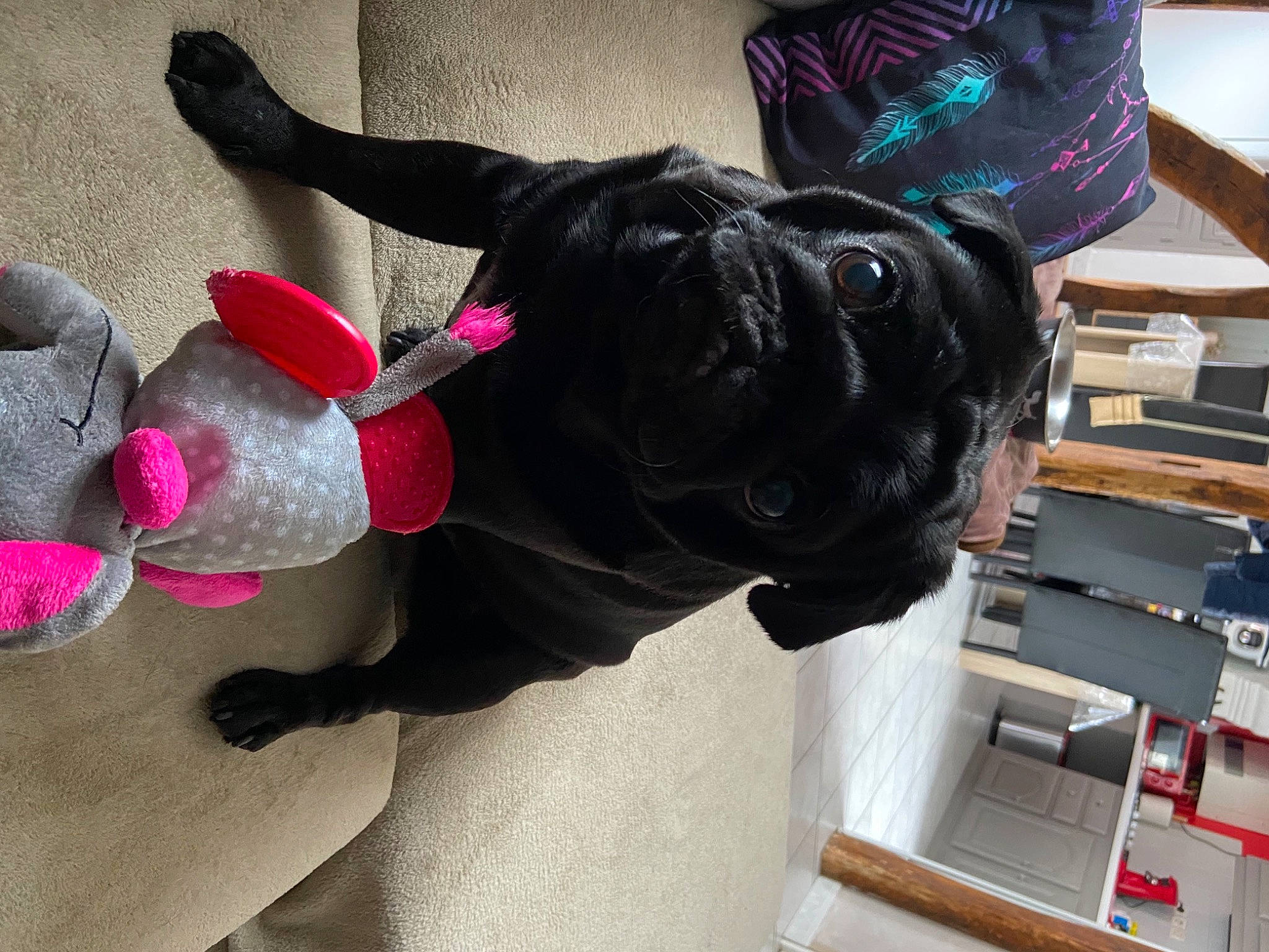 Niska a rejoint le concours — aidez-le/la à gagner de superbes lots ! carmine, carnivore, collar, companion_dog, dog, dog_breed, dog_collar, dog_supply, fashion_accessory, fawn, fur, magenta, pink, plant, selfie, snout, stuffed_toy, tail, toy, working_animal