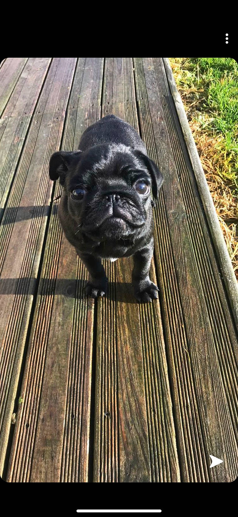 Niska a rejoint le concours — aidez-le/la à gagner de superbes lots ! canidae, carnivore, companion_dog, dog, dog_breed, fawn, flooring, grass, hardwood, plank, pug, snout, sporting_group, terrestrial_animal, toy_dog, whiskers, wood, wood_stain, working_animal, wrinkle