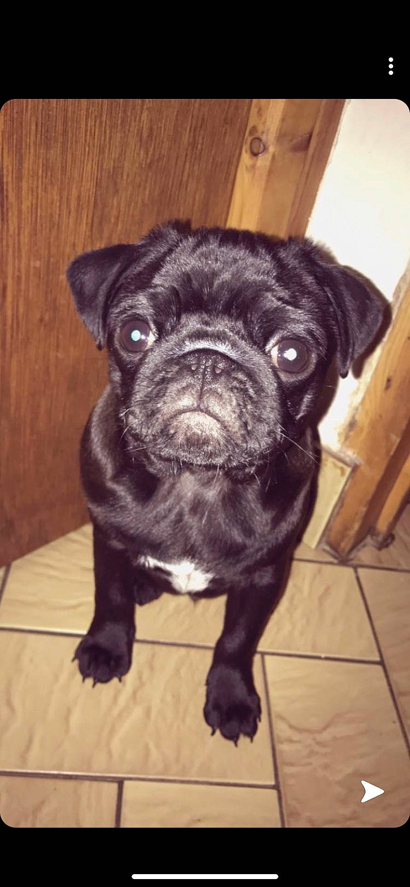 Niska a rejoint le concours — aidez-le/la à gagner de superbes lots ! canidae, carnivore, companion_dog, dog, dog_breed, fawn, french_bulldog, fur, hardwood, molosser, non_sporting_group, pug, snout, sporting_group, terrestrial_animal, toy_dog, whiskers, wood, working_animal, wrinkle