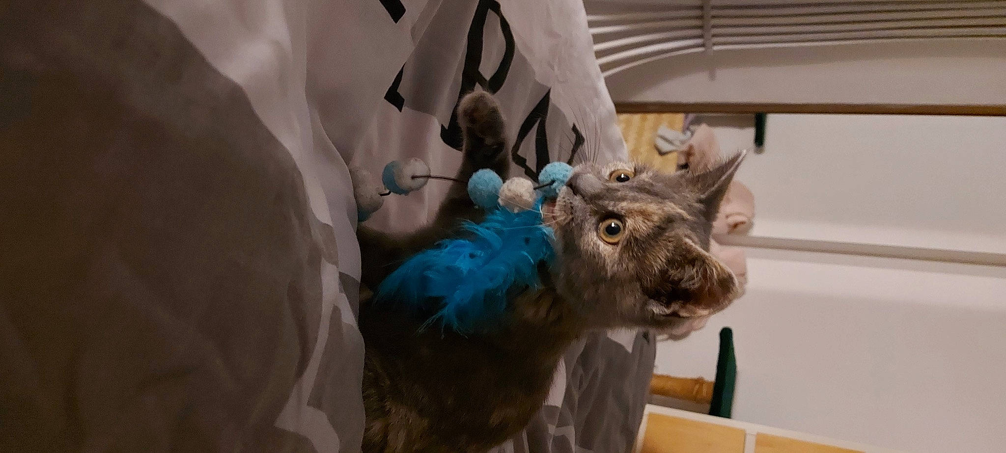 Una a rejoint le concours — aidez-le/la à gagner de superbes lots ! canidae, claw, event, fashion_accessory, fawn, feather, felidae, fictional_character, fur, mask, natural_material, plush, room, small_to_medium_sized_cats, stuffed_toy, tail, terrestrial_animal, toy, tree, whiskers