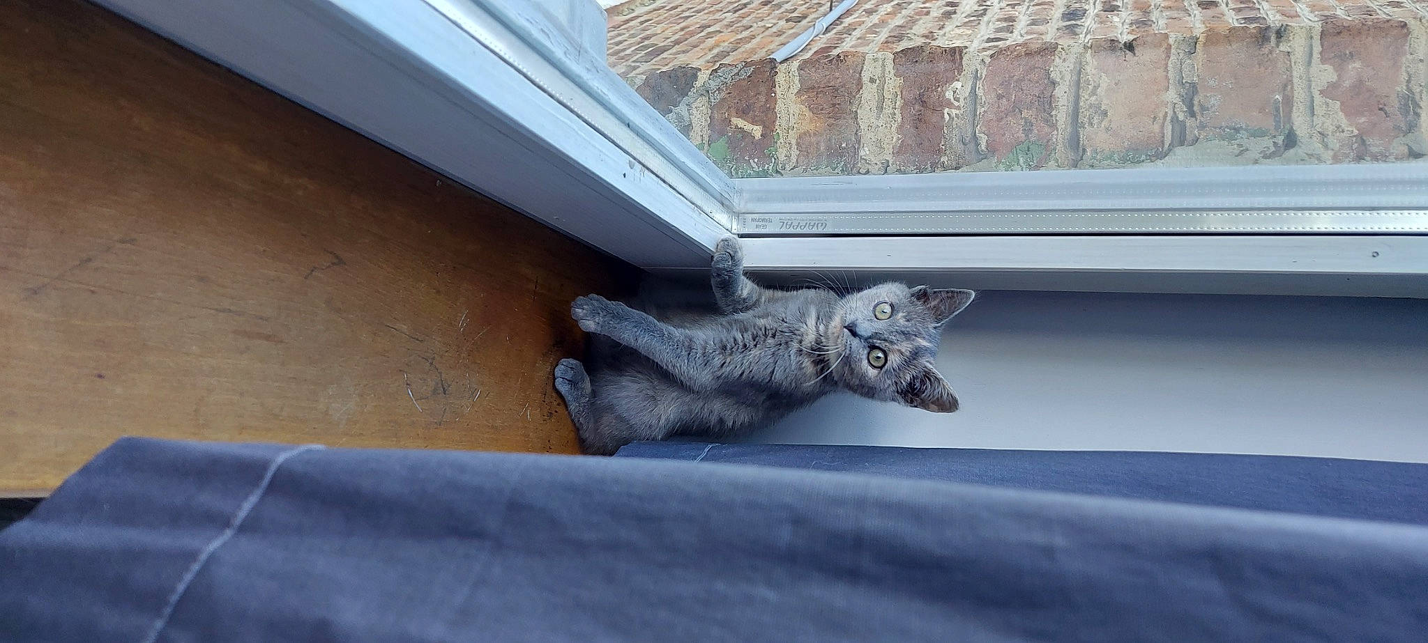 Una a rejoint le concours — aidez-le/la à gagner de superbes lots ! art, daylighting, felidae, grey, metal, roof, sculpture, tail, window, wing, wood