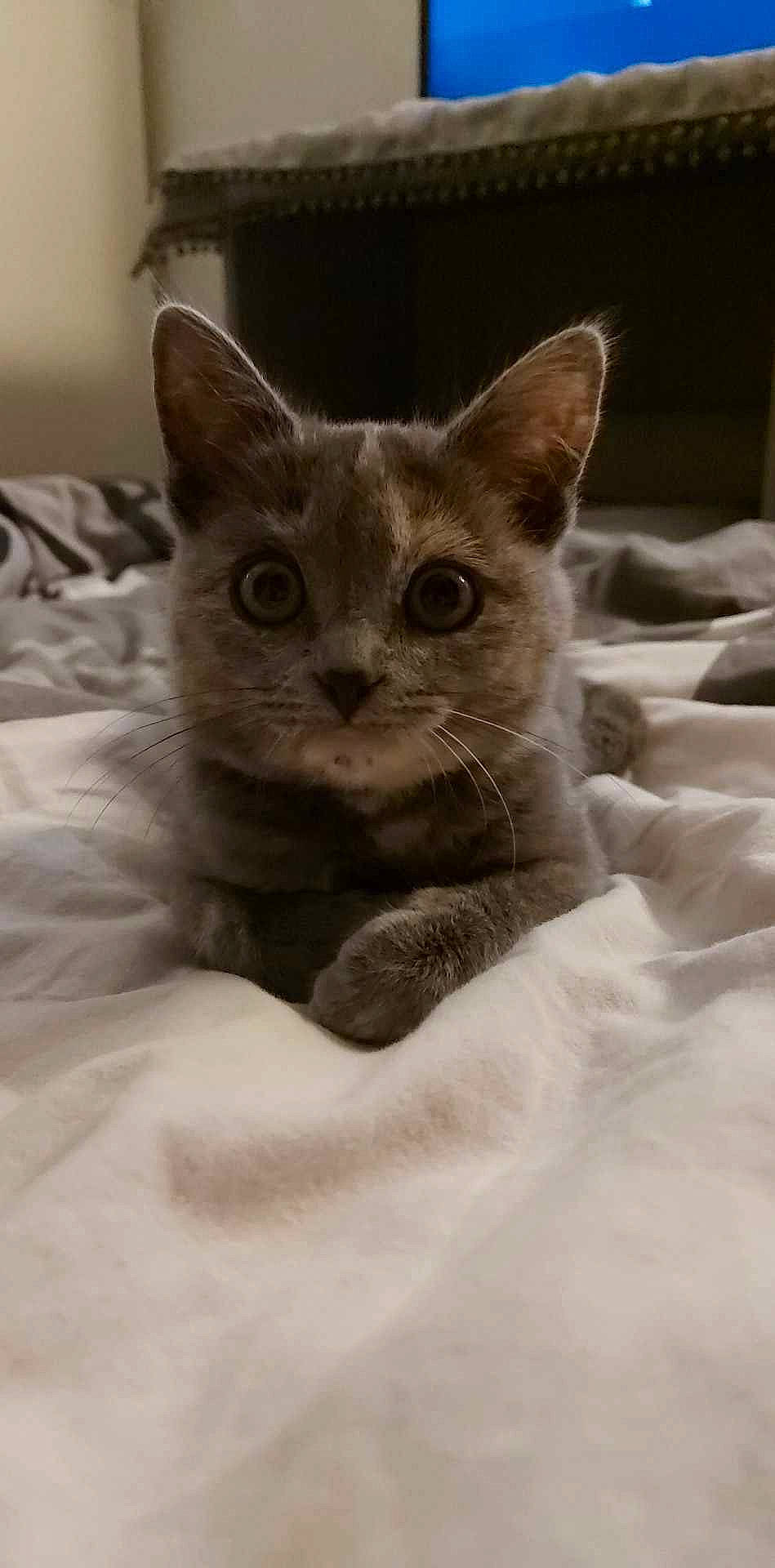 Una participe au concours pour gagner de l'argent avec cette photo : carnivore, cat, cat_supply, comfort, domestic_short_haired_cat, ear, eye, fawn, felidae, fur, grey, pet_supply, small_to_medium_sized_cats, snout, terrestrial_animal, whiskers