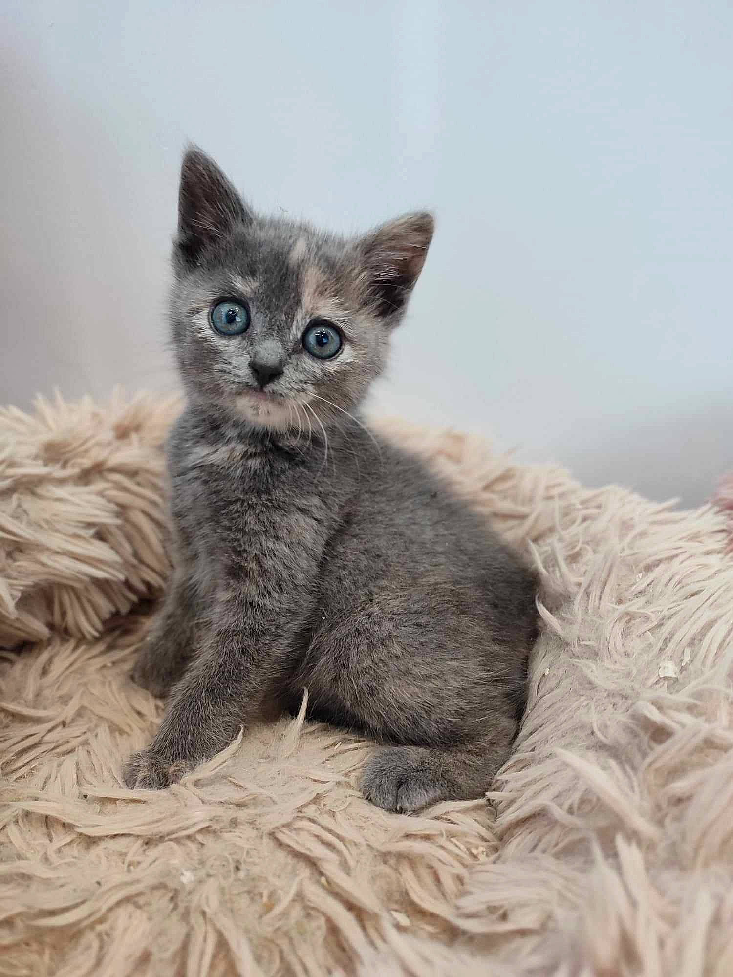 Una a rejoint le concours — aidez-le/la à gagner de superbes lots ! carnivore, cat, cat_supply, claw, comfort, domestic_short_haired_cat, felidae, fur, grey, paw, russian_blue, small_to_medium_sized_cats, snout, tail, terrestrial_animal, whiskers, window