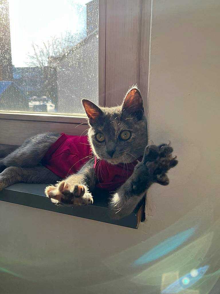 Una a rejoint le concours — aidez-le/la à gagner de superbes lots ! carnivore, cat, ceiling, comfort, couch, domestic_short_haired_cat, felidae, fur, glass, grey, house, interior_design, plant, room, sitting, small_to_medium_sized_cats, tail, whiskers, window, wood