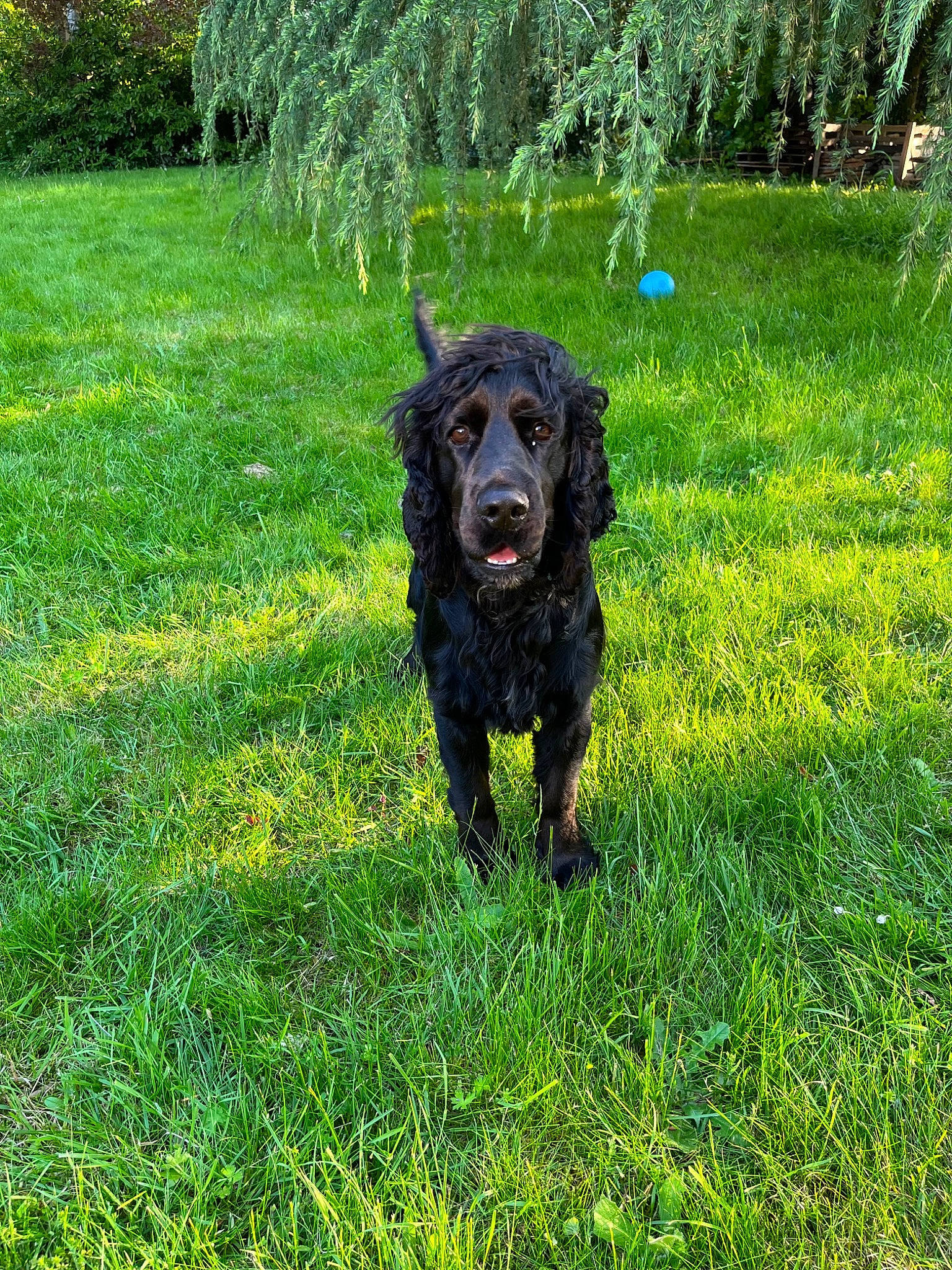 Taron a rejoint le concours — aidez-le/la à gagner de superbes lots ! borador, canidae, carnivore, companion_dog, dog, dog_breed, garden, grass, grassland, groundcover, guard_dog, gun_dog, plant, retriever, shrub, sporting_group, tail, tree, working_animal, working_dog