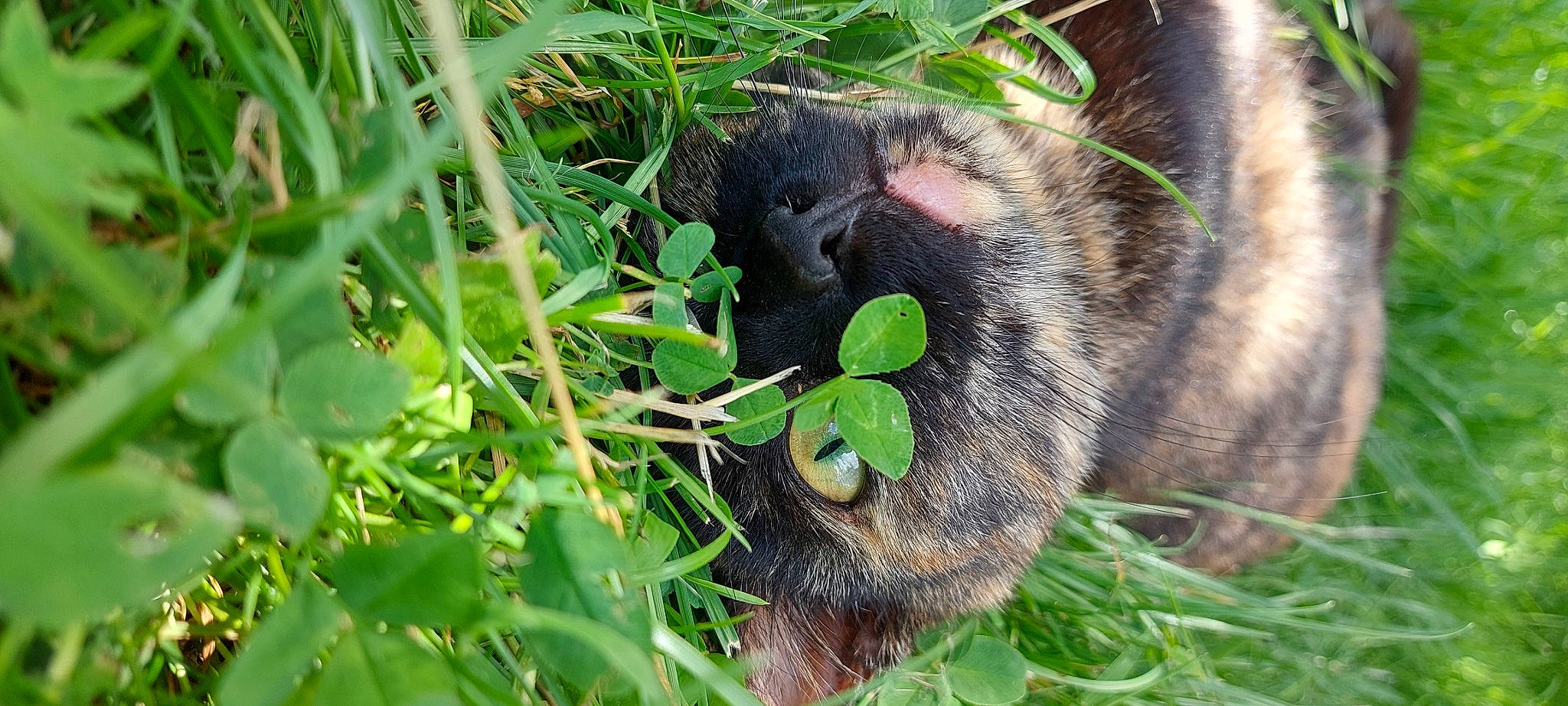 Cacahuète participe au concours pour gagner de l'argent avec cette photo : carnivore, dog_breed, fawn, felidae, fur, grass, grass_family, groundcover, herbaceous_plant, marsupial, palm_tree, paw, plant, snout, sporting_group, tasmanian_devil, terrestrial_animal, terrestrial_plant, whiskers, wildlife