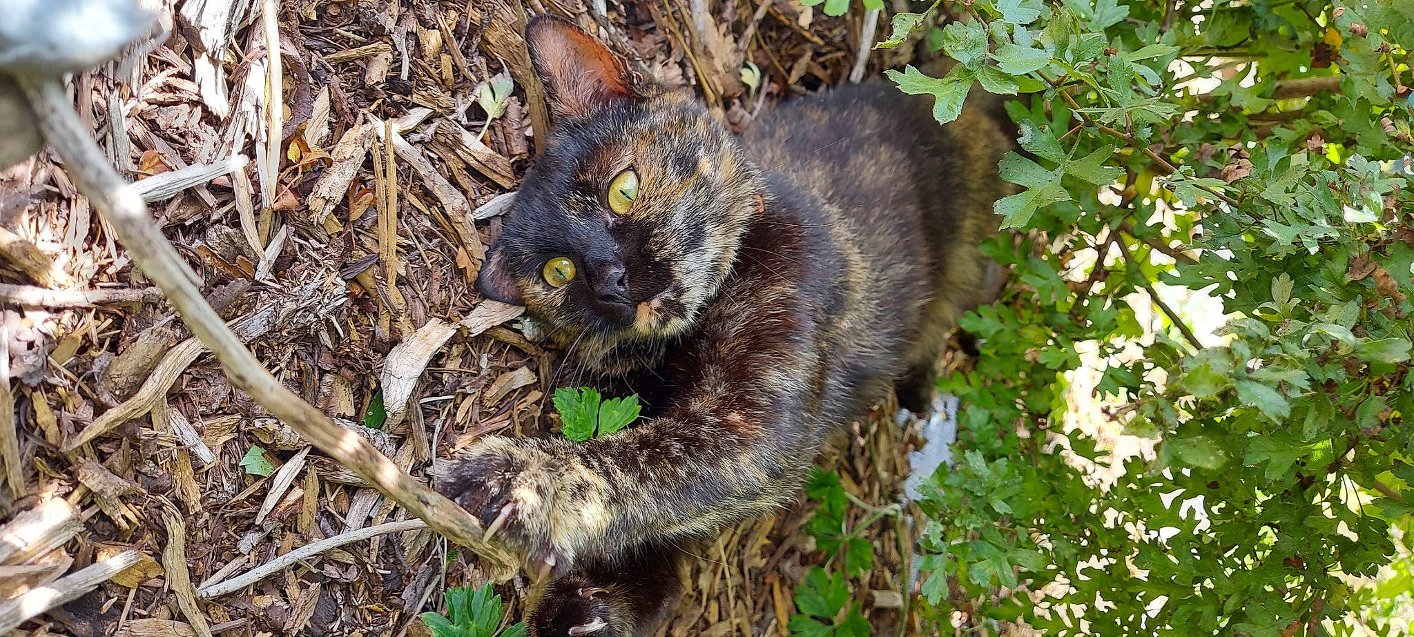 Cacahuète participe au concours pour gagner de l'argent avec cette photo : black_cat, bombay, canidae, carnivore, cat, dog_breed, domestic_short_haired_cat, eye, felidae, fur, grass, groundcover, plant, small_to_medium_sized_cats, soil, tail, terrestrial_animal, tree, whiskers, wildlife