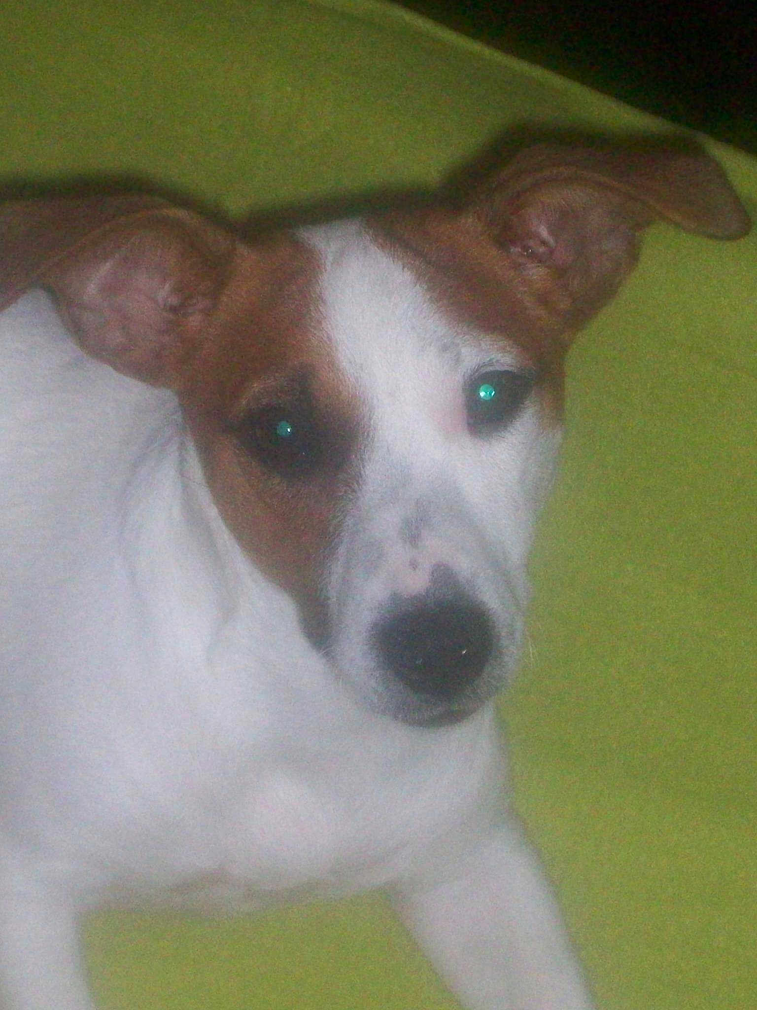 Iris