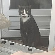 Prince a rejoint le concours — aidez-le/la à gagner de superbes lots ! cat, black_and_white, mustache_marking, green_eyes, sitting, door, glass, window, curious, pet, animal, domestic, indoor, tile_floor, reflection, whiskers, fur, portrait, still_life, house