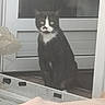 cat, black_and_white, mustache_marking, green_eyes, sitting, door, glass, window, curious, pet, animal, domestic, indoor, tile_floor, reflection, whiskers, fur, portrait, still_life, house
