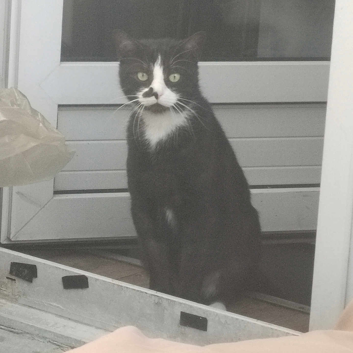Prince a rejoint le concours — aidez-le/la à gagner de superbes lots ! cat, black_and_white, mustache_marking, green_eyes, sitting, door, glass, window, curious, pet, animal, domestic, indoor, tile_floor, reflection, whiskers, fur, portrait, still_life, house