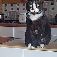 Prince a rejoint le concours — aidez-le/la à gagner de superbes lots ! appliance, black_and_white, blender, cat, counter, curious, domestic_animal, feline, green_eyes, household, indoor, kitchen, pet, sitting, stove, tile_wall, toaster, tuxedo_cat, whiskers, wooden_cabinet