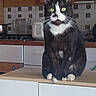 cat, tuxedo_cat, green_eyes, kitchen, counter, appliance, toaster, blender, stove, tile_wall, wooden_cabinet, indoor, pet, feline, sitting, whiskers, black_and_white, domestic_animal, curious, household