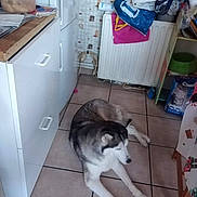 Génie a rejoint le concours — aidez-le/la à gagner de superbes lots ! animal, appliance, bag, casual, container, dog, floor, fridge, fur, gray, household, husky, indoor, kitchen, pet, radiator, resting, shelf, tile_floor, white