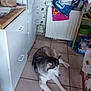 animal, appliance, bag, casual, container, dog, floor, fridge, fur, gray, household, husky, indoor, kitchen, pet, radiator, resting, shelf, tile_floor, white