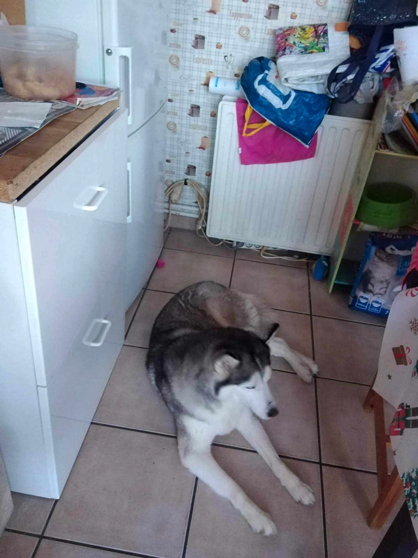 Génie a rejoint le concours — aidez-le/la à gagner de superbes lots ! animal, appliance, bag, casual, container, dog, floor, fridge, fur, gray, household, husky, indoor, kitchen, pet, radiator, resting, shelf, tile_floor, white