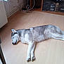 animal, cables, canine, cozy, dog, domestic, electronics, floor, fur, home, husky, indoor, paw, pet, quiet, relaxed, resting, side_view, sleeping, wooden_floor