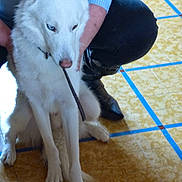 Gamin participe au concours pour gagner de l'argent avec cette photo : animal, boots, canine, collar, companion, dog, floor, fur, heterochromia, human, husky, indoor, pants, patterned_floor, person, pet, sitting, stick, tile_floor, white_dog