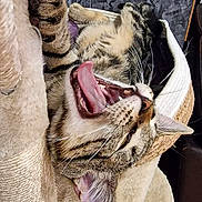 Tigrou a rejoint le concours — aidez-le/la à gagner de superbes lots ! animal, bed, cat, closeup, cozy, ears, feline, fur, indoor, mouth_open, paw, pet, playful, relaxed, scratching_post, sleeping_area, tabby, tongue, whiskers, yawn
