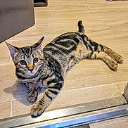 Tigrou a rejoint le concours — aidez-le/la à gagner de superbes lots ! cat, tabby, striped, floor, wooden_floor, indoor, pet, animal, lying_down, looking, curious, ears_up, whiskers, paws, tail, close_up, domestic_cat, relaxed, young_cat, alert