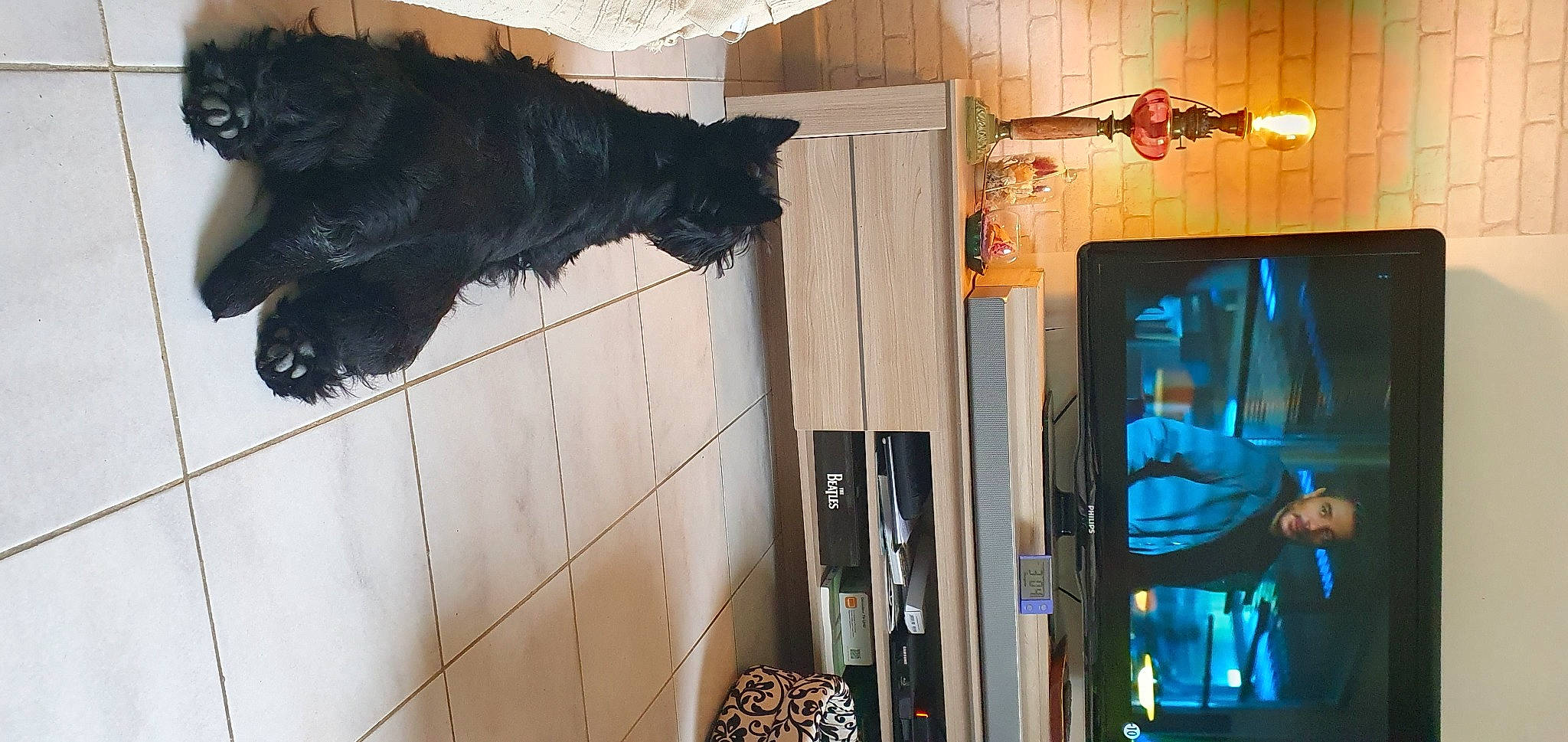 Ulann a rejoint le concours — aidez-le/la à gagner de superbes lots ! bag, canidae, ceiling, dog_breed, door, flooring, fur, glass, guard_dog, machine, room, sporting_group, tail, visual_arts, wood