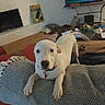 Willow joined the competition — help win amazing prizes! dog, white_dog, couch, blanket, living_room, television, pillow, floor, wood_floor, furniture, indoor, pet, canine, looking, collar, home, relaxing, cozy, red_couch, patterned_blanket