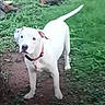 Willow is registered to the contest to win money with this photo: dog, white_dog, collar, outdoor, grass, dirt, tree_trunk, pet, canine, animal, standing, curious, nature, greenery, ears, tail, alert, young_dog, companion, playful