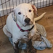 Willow is registered to the contest to win money with this photo: dog, muddy, white_dog, indoor, pet, collar, floor, rug, metal_pen, looking_up, animal, sitting, cute, expression, cleaning_needed, domestic, fur, ears, tail, home