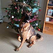 Ulka a rejoint le concours — aidez-le/la à gagner de superbes lots ! dog, german_shepherd, christmas_tree, ornaments, tinsel, indoor, floor, shelf, books, holiday, festive, pet, canine, decorations, smiling, furniture, wooden, tongue_out, happy, celebration