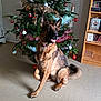 dog, german_shepherd, christmas_tree, ornaments, tinsel, indoor, floor, shelf, books, holiday, festive, pet, canine, decorations, smiling, furniture, wooden, tongue_out, happy, celebration