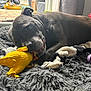Punky a rejoint le concours — aidez-le/la à gagner de superbes lots ! dog, black_dog, toy, yellow_toy, chewing, indoor, rug, fluffy_rug, pet_toy, playful, canine, home, cozy, window, door, floor, chew_toy, purple_toy, relaxed, animal